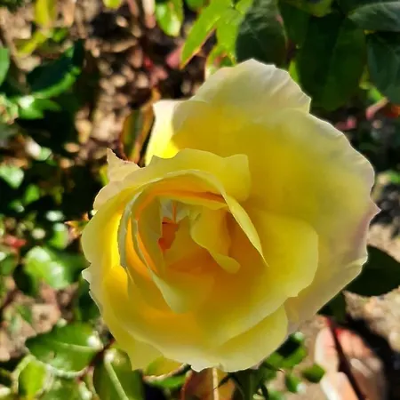 Casa De Rosas *